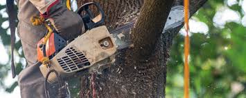 Best Arborist Consultation Services  in Alpine, NJ