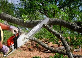 Best Stump Grinding and Removal  in Alpine, NJ