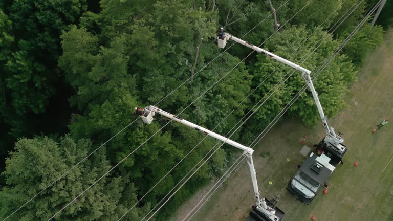 Best Utility Line Clearance  in Alpine, NJ