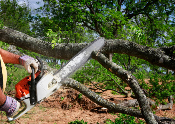 How Our Tree Care Process Works  in  Alpine, NJ